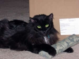A cat lying down on a carpet.