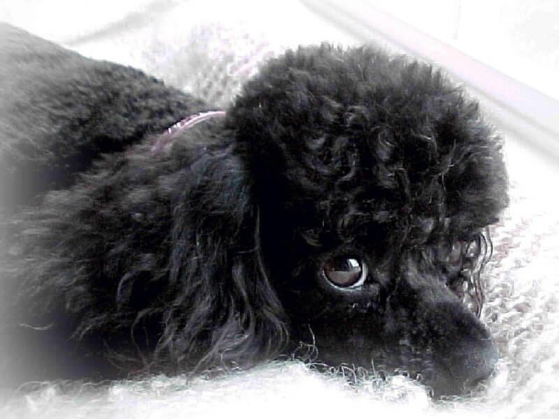 A dog lying down