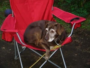 A dog lying down in a red directors chair.