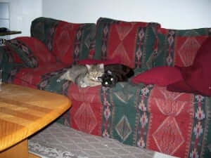 Two cats lying down the couch