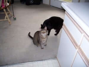 Two cats the other one is sitting
