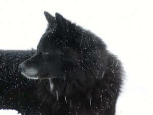 A dog in snow
