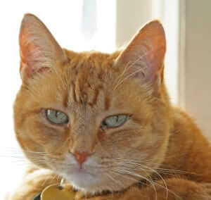 A cat