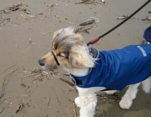 A dog wearing a blue shirt walking in beach
