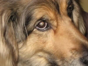 A dog