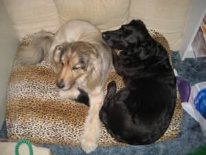Two dogs lying down the carpet