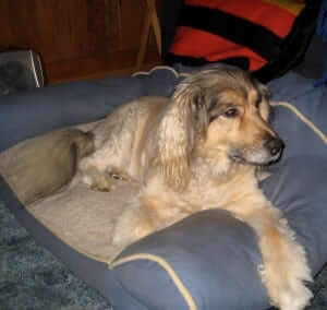 A dog lying down the couch