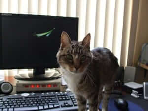 A cat sitting down in front of the computer