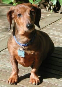 A dog with a blue collar sitting down outdoor