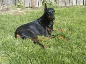 A dog lying down the grass
