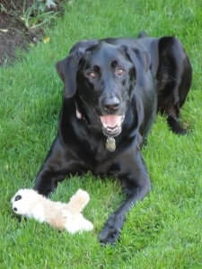 A dog lying down the grass with a toy