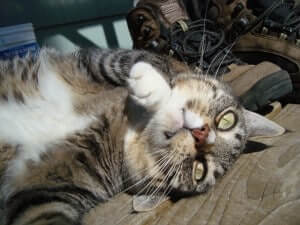 A cat lying down