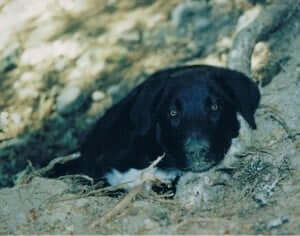 A dog lying down outdoor