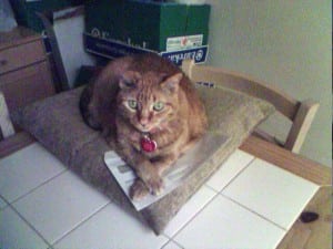 A cat lying down