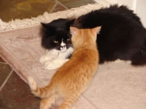 Two cats lying down