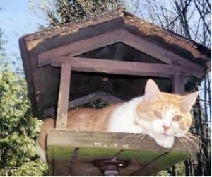 A cat lying down in a tiny house