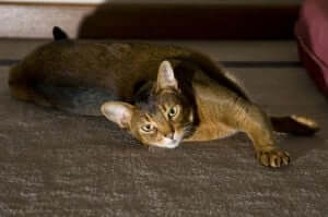 A cat lying down