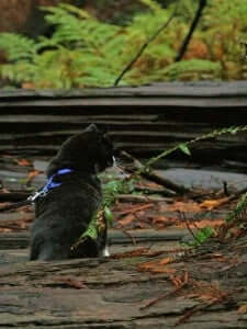 A cat outdoor