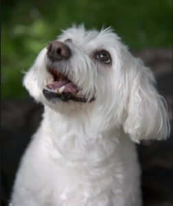 A dog looking up