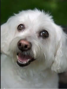 A dog