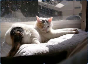 A cat lying down