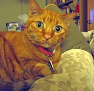 A cat in a couch