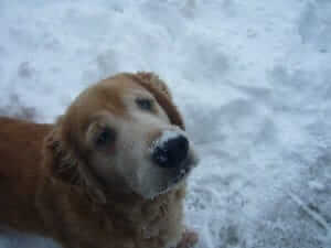 A dog in snow