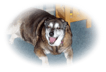 A dog lying down