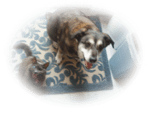 A dog