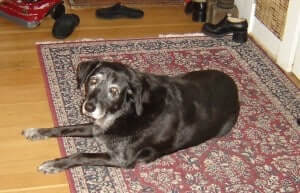 A dog lying down the carpet