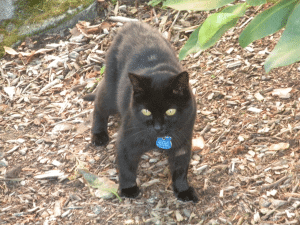 A cat outdoor with a blue bell