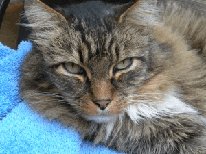 A cat