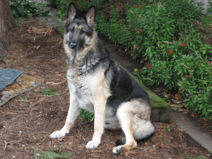 A dog outdoor