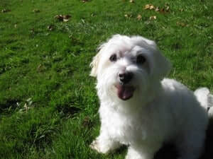 A dog in a grassland
