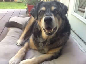 A dog lying down