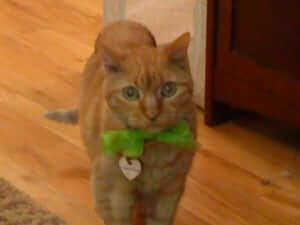 A cat in a green ribbon