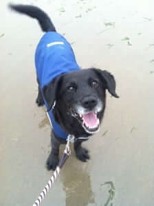 A dog wearing a blue shirt