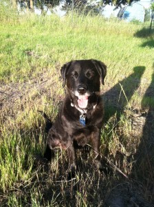 A dog outdoor in a grassland