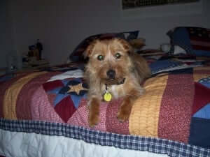 A dog in bed