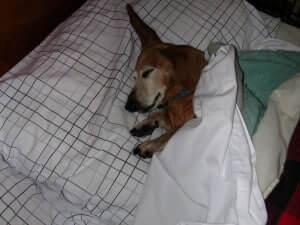A dog in a bed