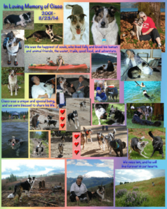 A collage picture of a dog