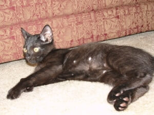 A cat lying down