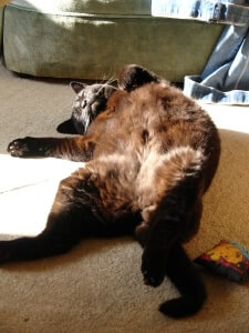 A cat lying down