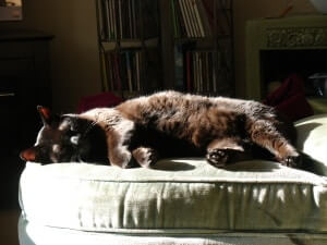 A cat lying down in a bed