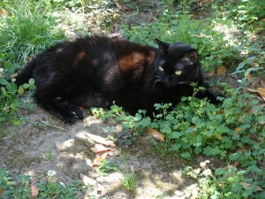 A cat in a grassland