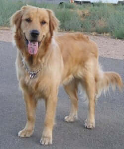 A dog outdoors
