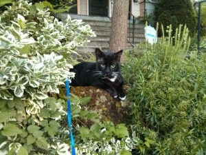 A cat sitting outdoor with plants around.