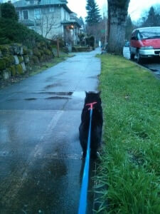 A cat on a leash walking along the road