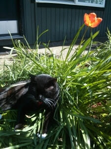 A cat at the grassland