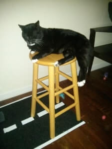 A cat sitting in a tall chair.